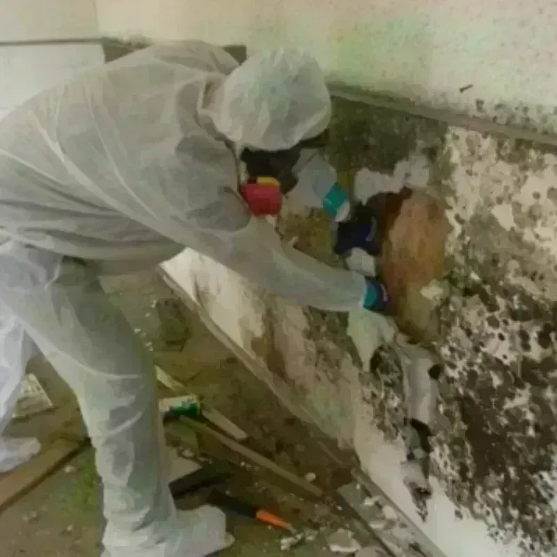 Mold Remediation and Removal in Marion, SC